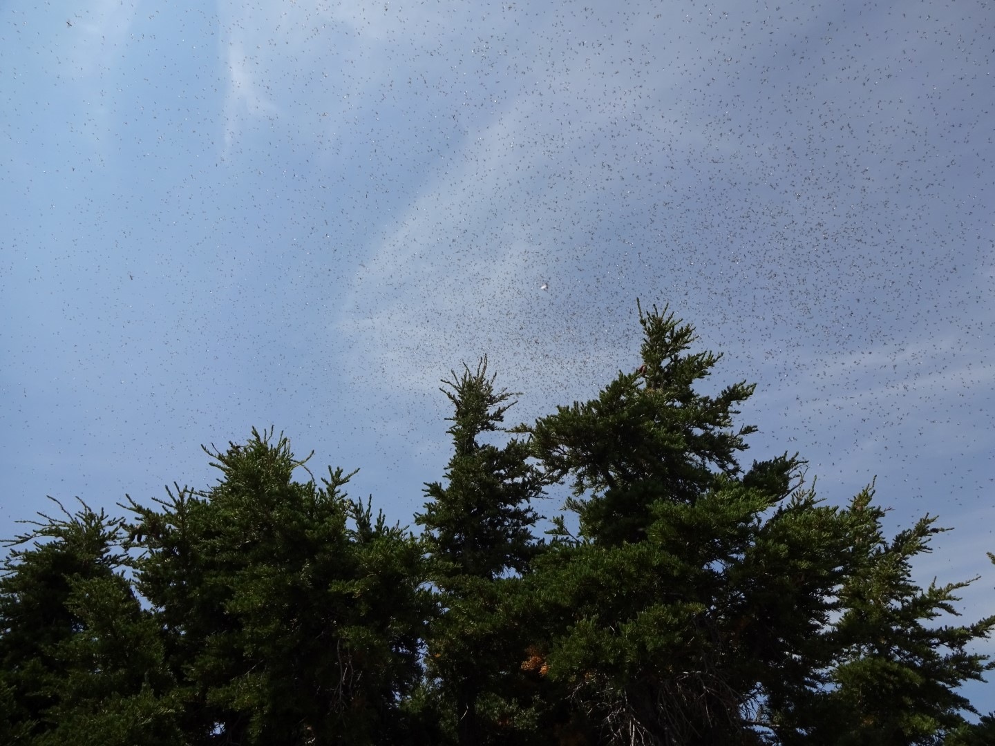 swarms of flying ants-non biting
